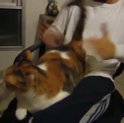 Cats are weird