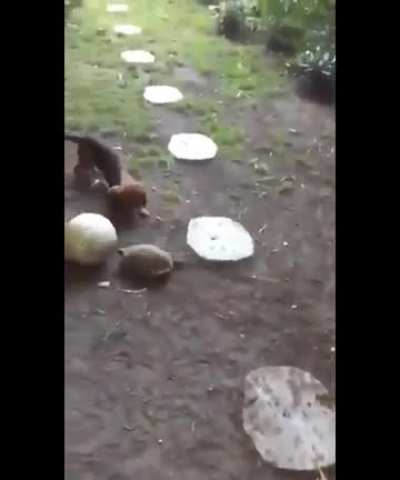 Probably the best video you'll see today of a dog and a turtle playing soccer...