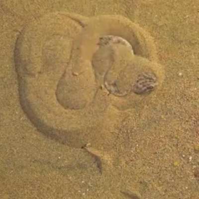 Snake ?