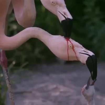 ? Flamingos produce a kind of red milk called "crop milk" in their digestive tracts, and this is one way to feed the kids. ?