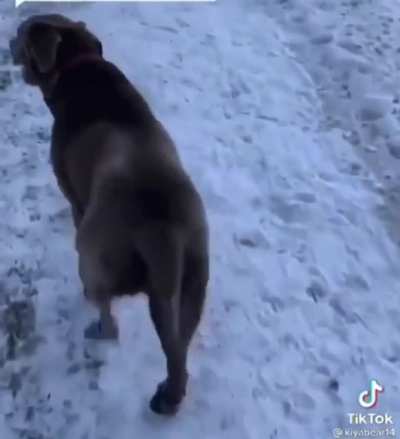 Happy wiggle