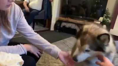 Dog Literally Saying "Woof"!