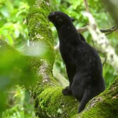 ? A panther sitting in rain