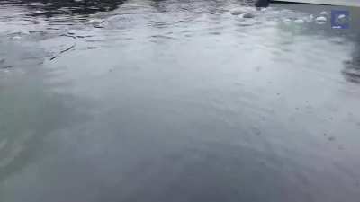 ?The waters of this Harbor are so deep that even larger creatures can appear.