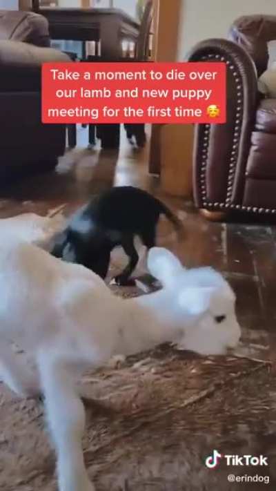 Meeting new friends!