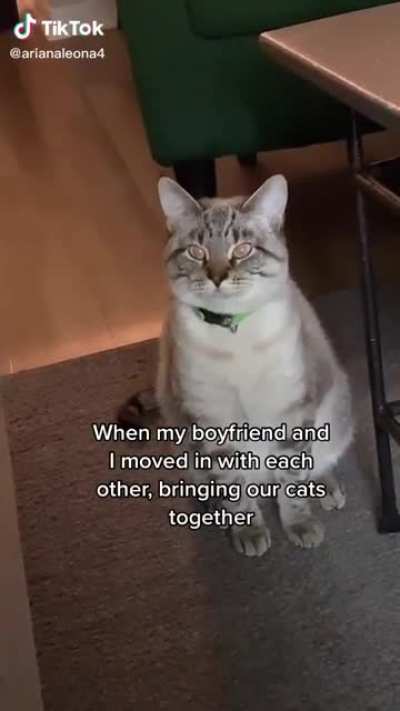 Do you want to form an alliance with me?