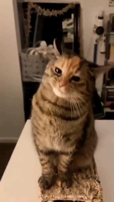 I said "Nooo" ?