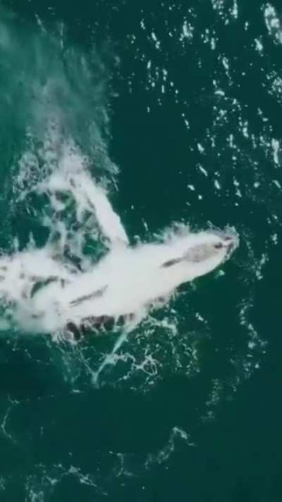 ? Whale Slap ?
