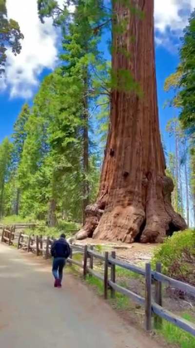 ? Trees from Sequoia National Park ?