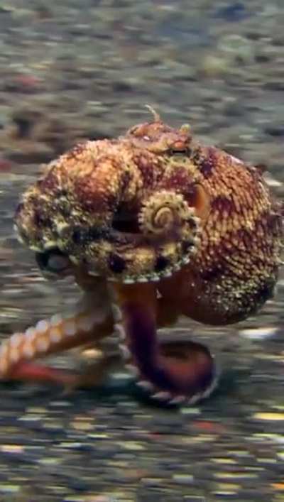 ? Running Octopus ?