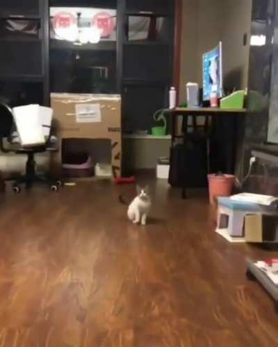 Smart kitty