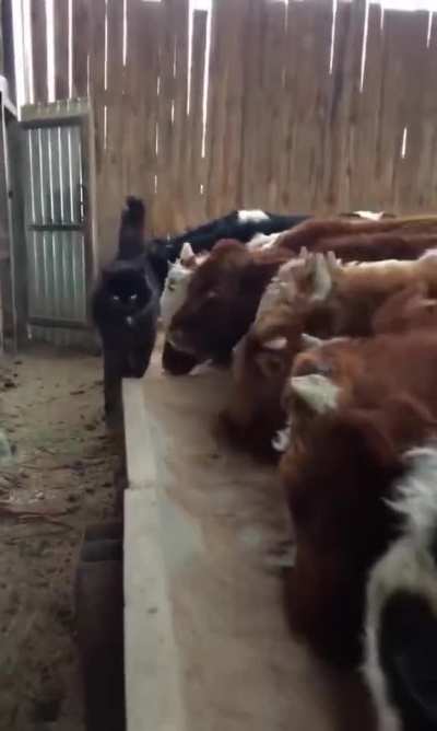 Farmer boy