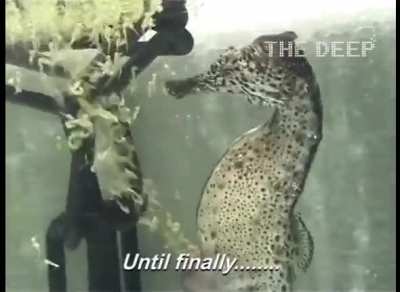 Male seahorse giving birth at The Deep Hull