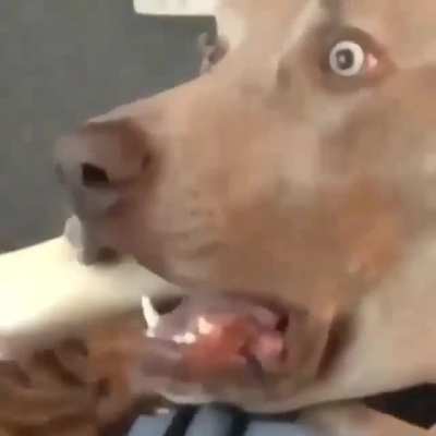 Funny Dog Video ???