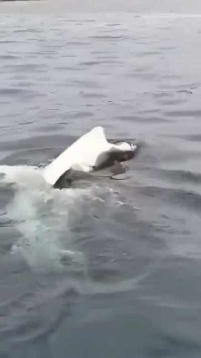 ? The Great White Derp