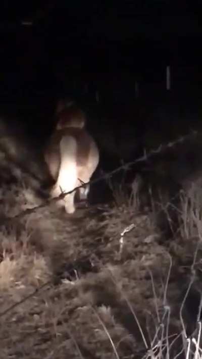 Neighbor's Corgi was sneaking onto her property at night and riding her pony.