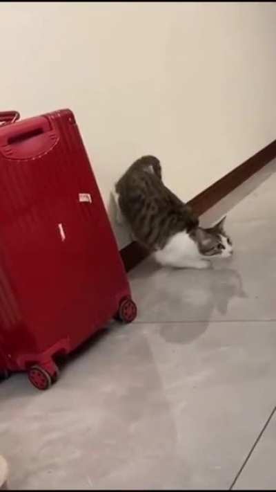 A zoomie with a slap at the end