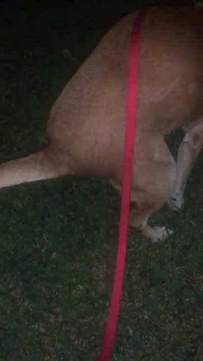 Longest. Dog fart. Ever.