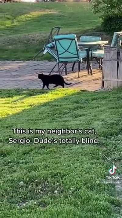 The way this blind cat walks ?