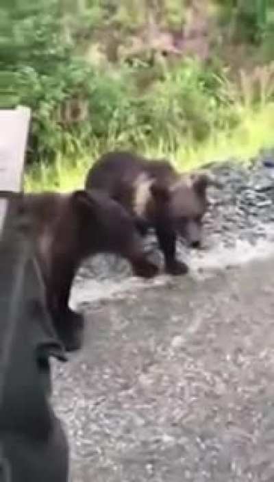 DBS trying to pet a bear cub!