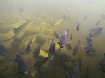 GoPro shows what's going on in the pond