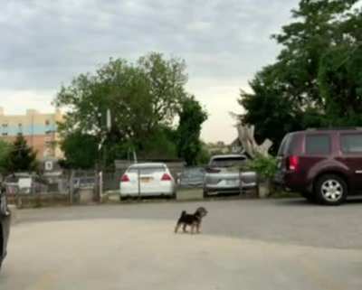 Run in opposite direction and see who your dog loves more... ?