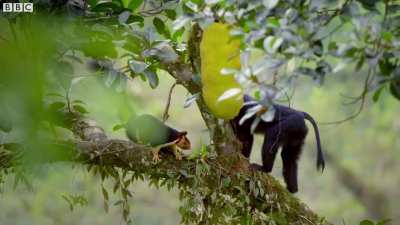 ? Lion-tailed Macaque slaps the Malabar Giant Squirrel to steal the fruit