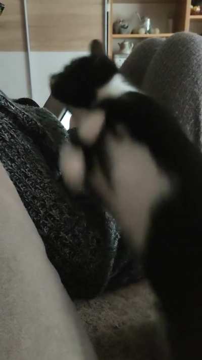 Our cat asking my mom for attention.