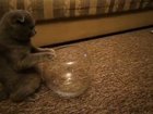 Now I'm convinced that cats are liquid !