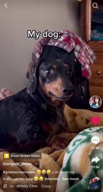 When your emotional support dog needs an emotional support human