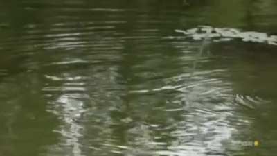 ?Archerfish shoot jets of water to snipe prey from leaves