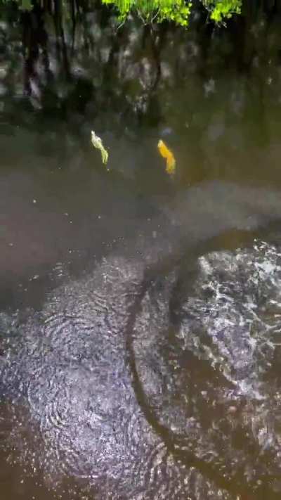 ? These Iguanas are experienced synchronized swimmers.