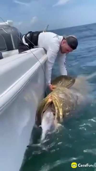 ? 500 pound grouper fish.