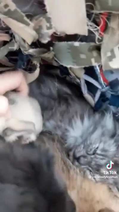 No one left behind in Ukraine: These pups were found protecting newborn kittens!