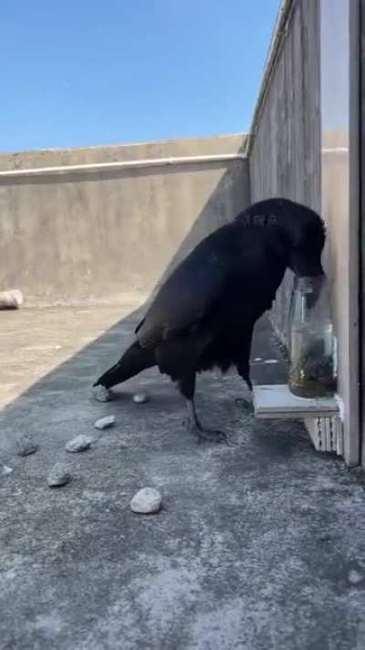 ?One smart bird!