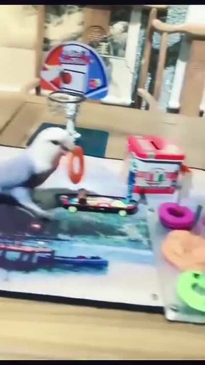 This bird can even do pole dancing!