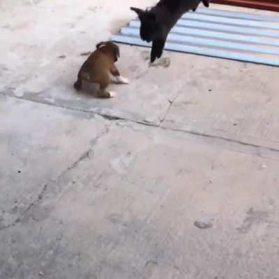 Puppy thinks he's a Bunny ??