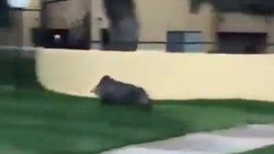 ? Javelina running through the streets of Tucson Arizona ?