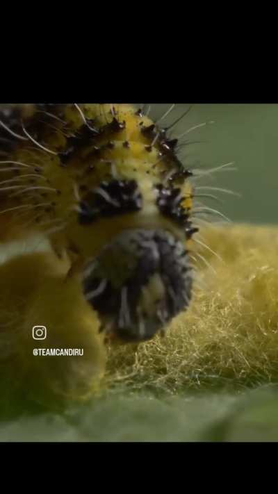 ? A cabbage white caterpillar in the thrall of parasitic wasps. The yellow cocoons that it's caring for contain wasp grubs that were living in its body.