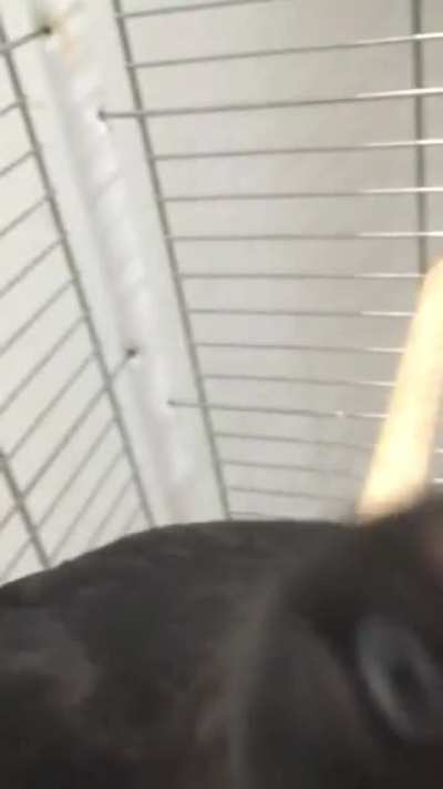 AttackBirb