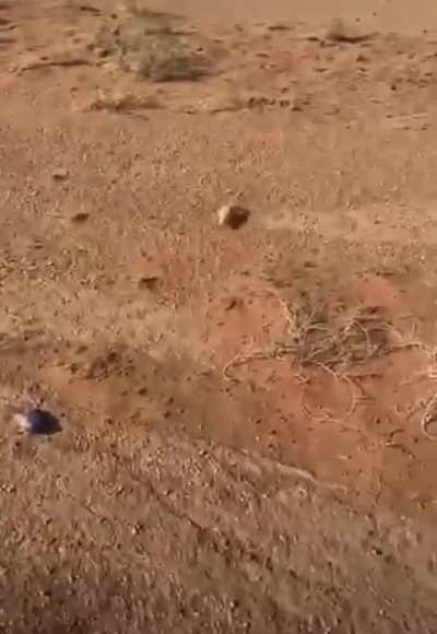 ? Lizard gets a little help finding its burrow
