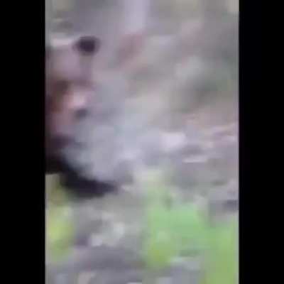 I bet you can't kick a bear