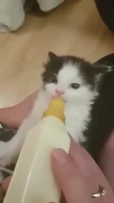 Bottle time causes her ears to wiggle