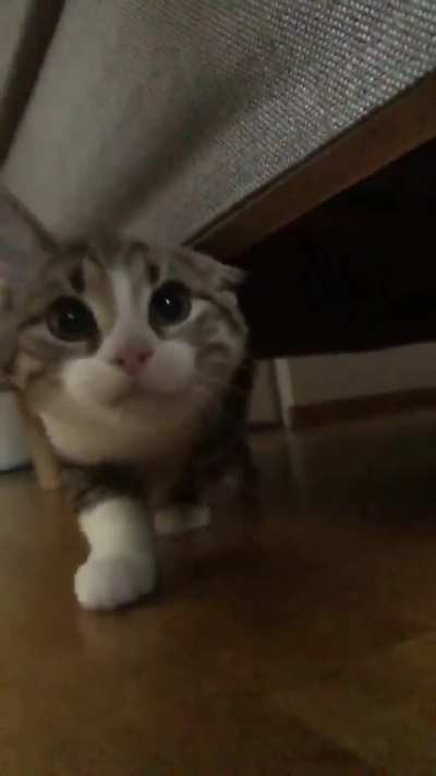 My new kitten is not allowed attention ?❤️