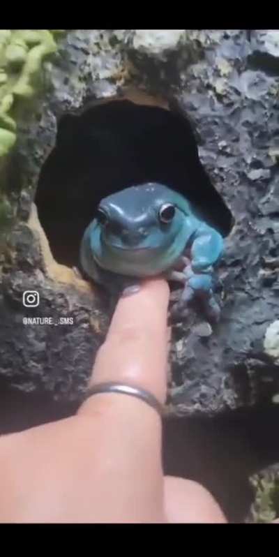 ? tree frog kindly greets human ?