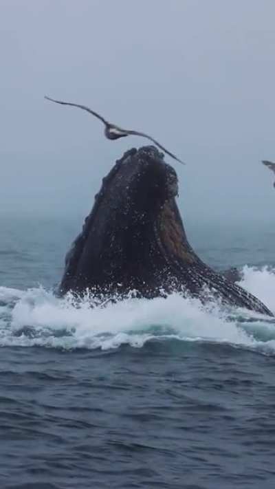 ? Majestic uprising of a whale