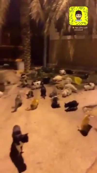 Ibrahim Hamdan, a Saudi Arabian farmer has been feeding more than 100 cats in his neighborhood for +14 years daily.