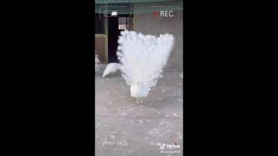 This white peacock