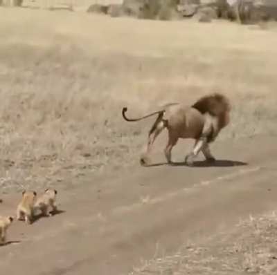 ? Huge lion trying to get away from his cubs