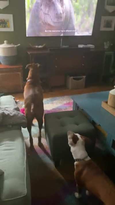 She thinks she’s looking through a window so she keeps going to look for the dinosaurs in the backyard ?